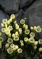 Alpine Flowers